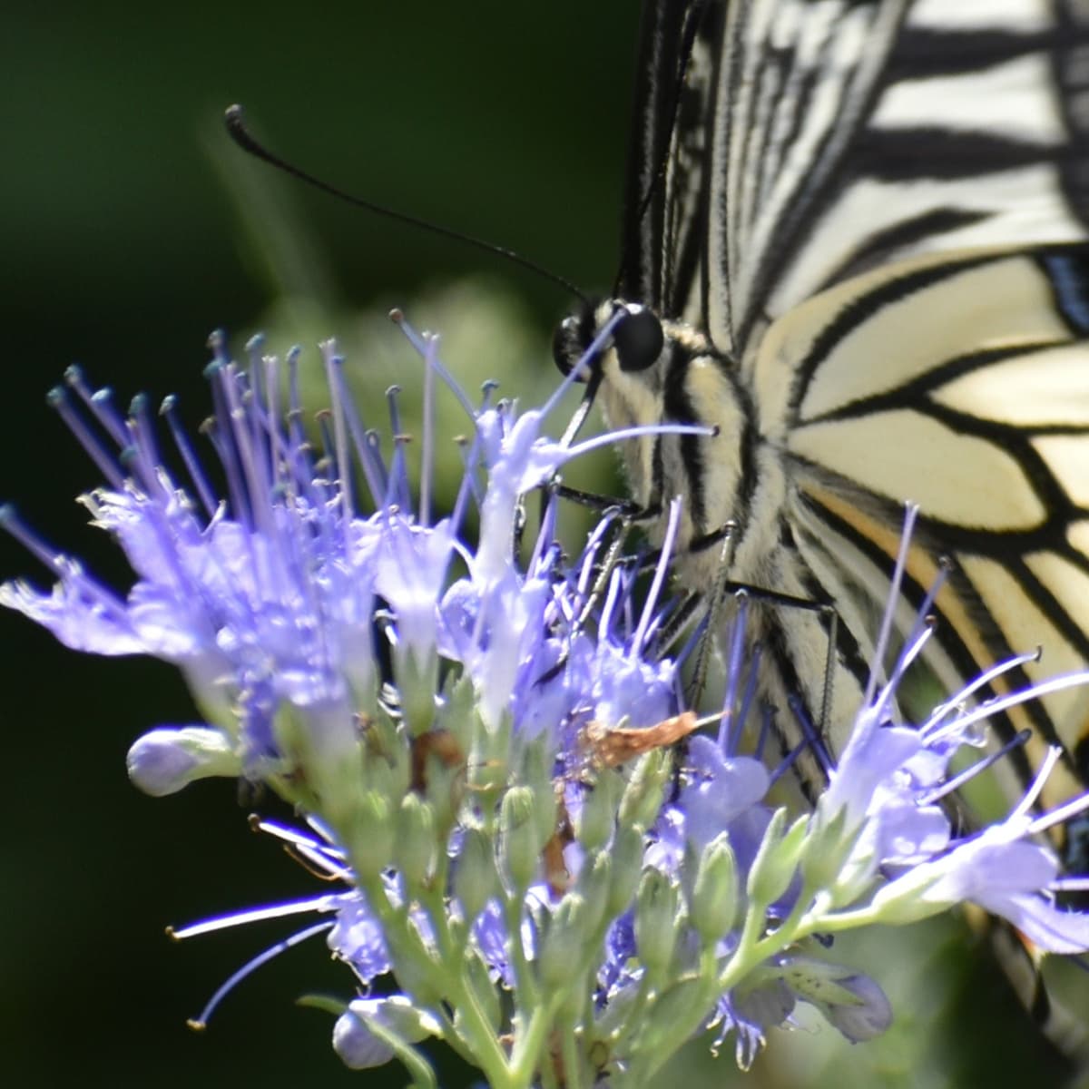 カリオプテリスの蜜を吸うアゲハ5（近接撮影）