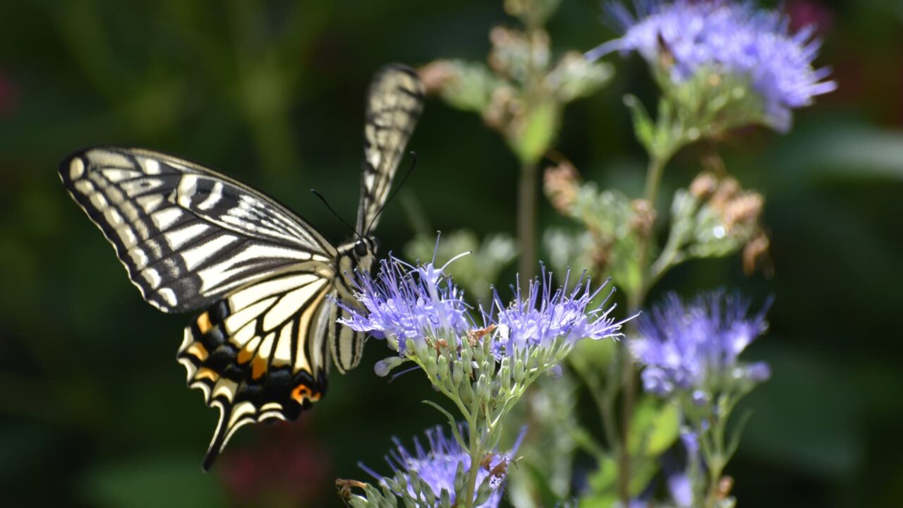 カリオプテリスの蜜を吸うアゲハ6