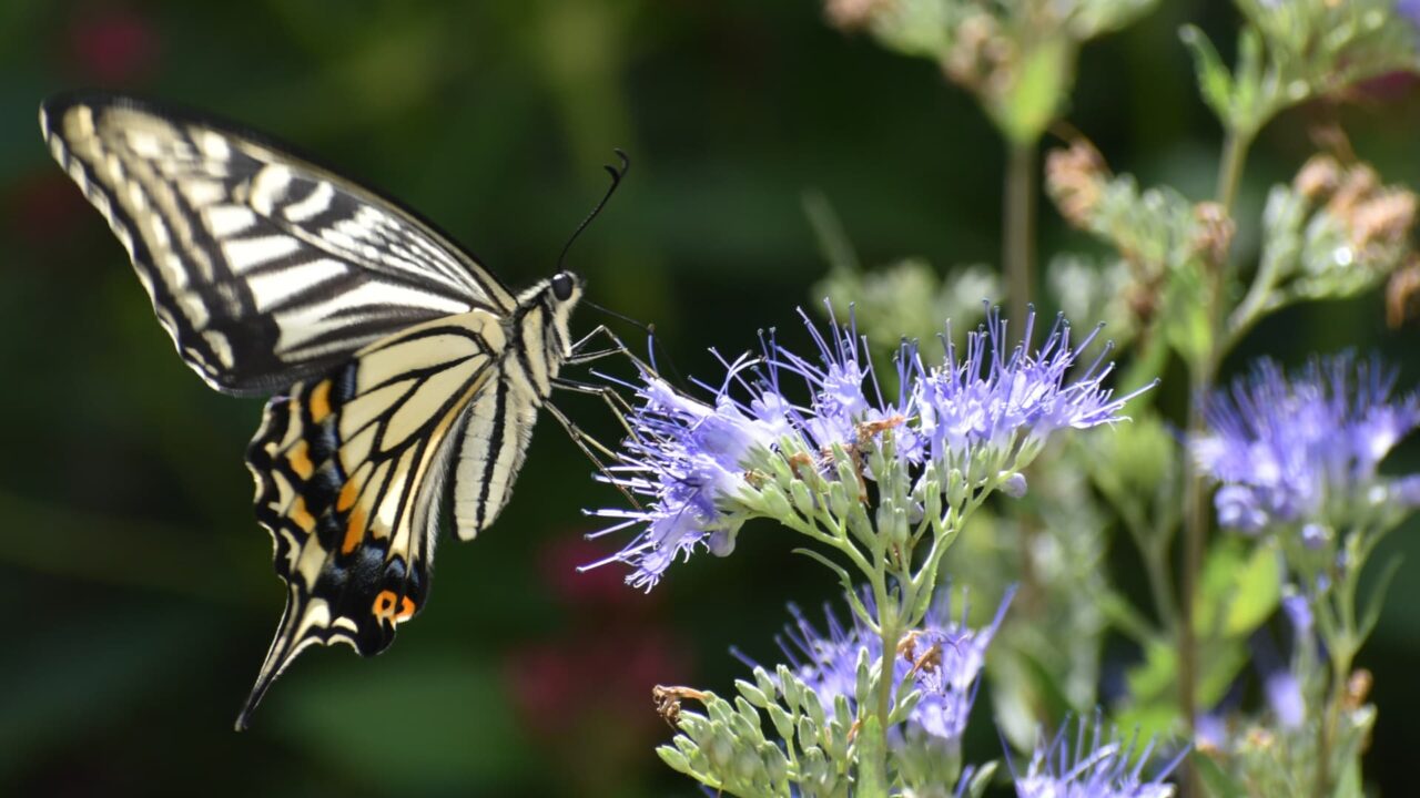 カリオプテリスの蜜を吸うアゲハ7
