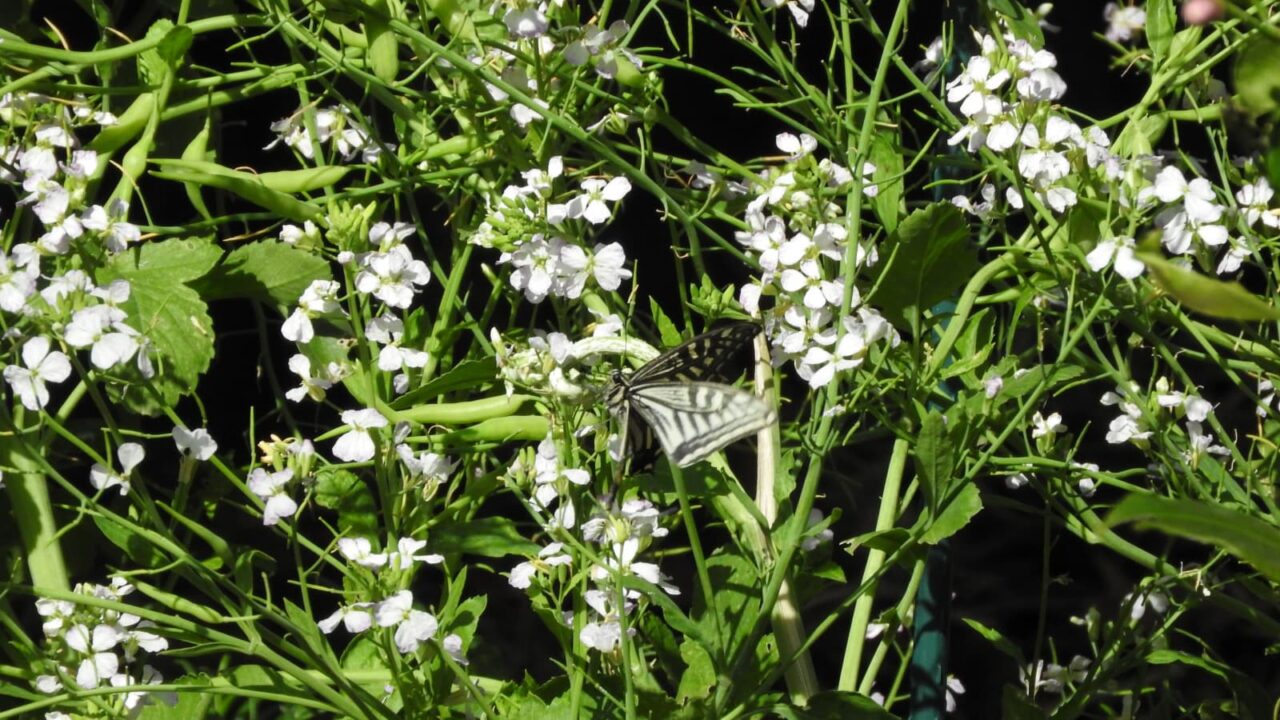 大根の花にアゲハ201705-1