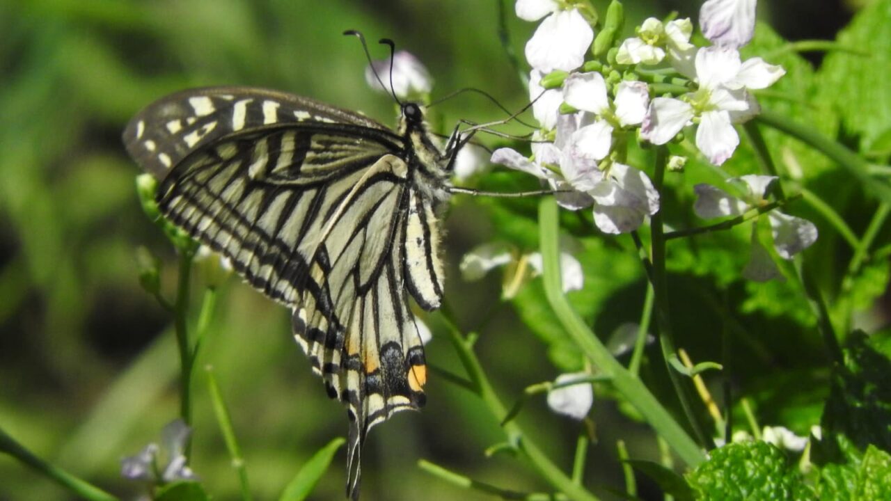 大根の花にアゲハ201705-2