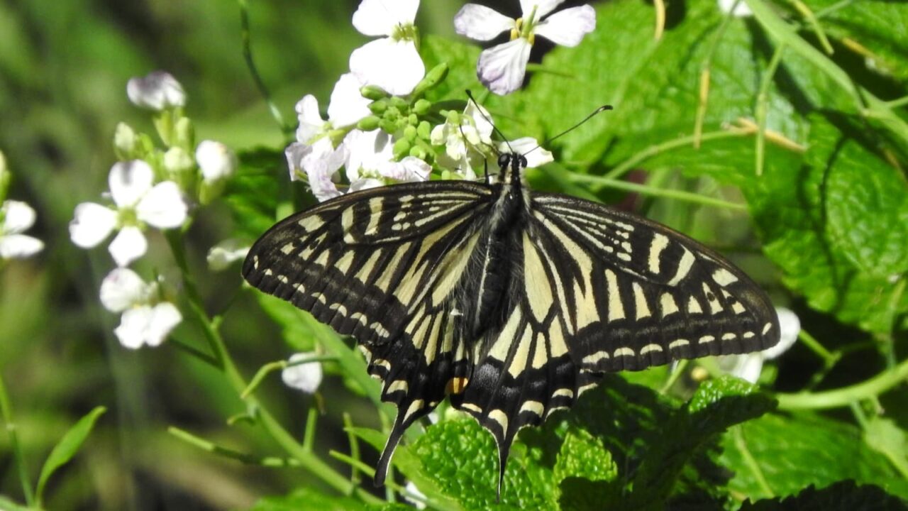大根の花にアゲハ201705-3