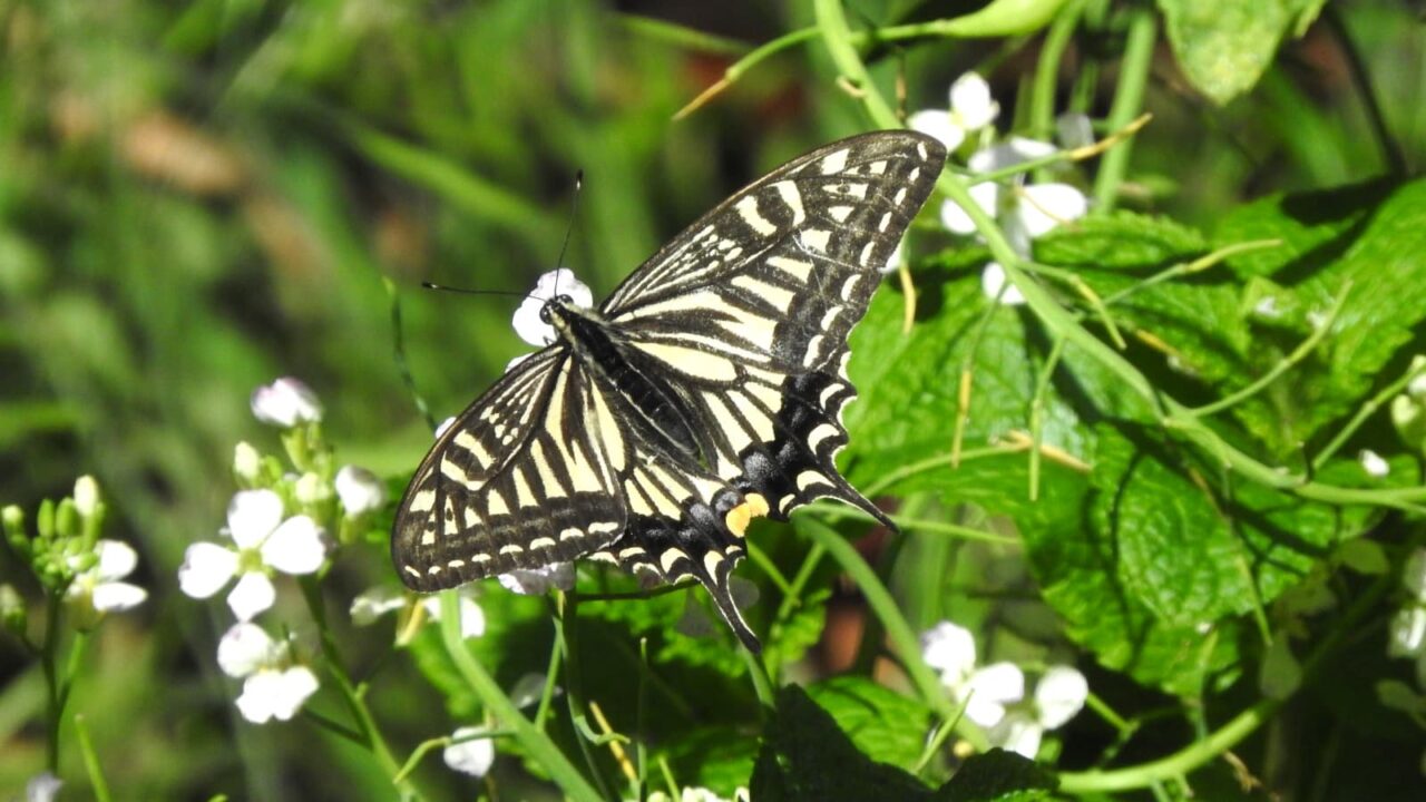 大根の花にアゲハ201705-4