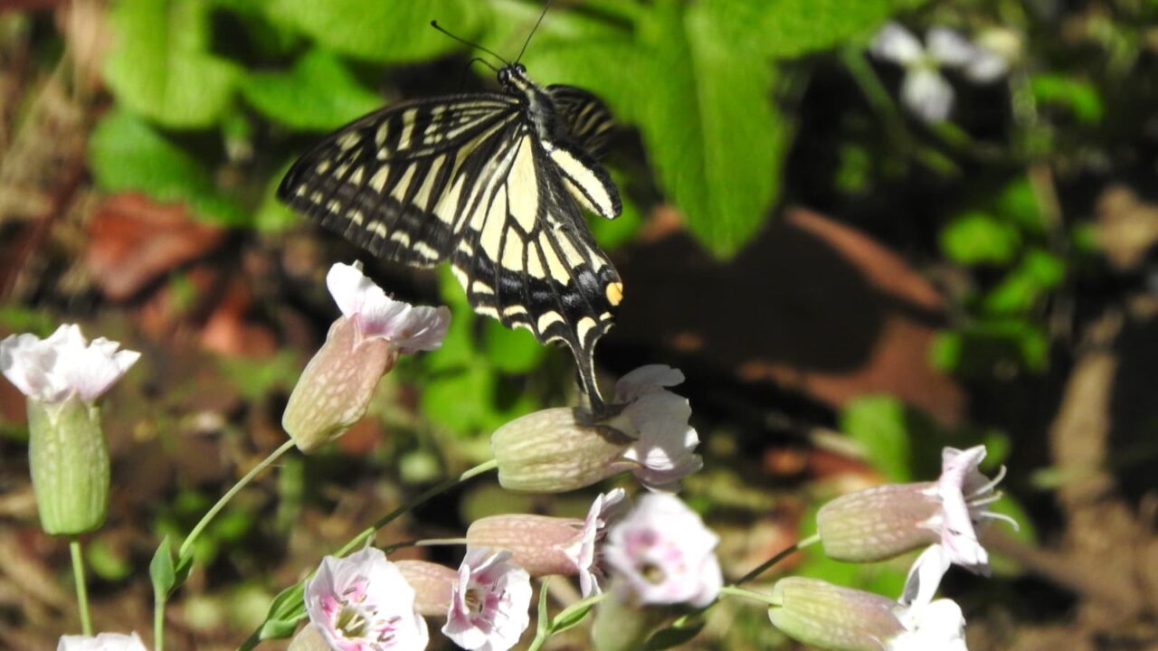 シレネにアゲハ201705-