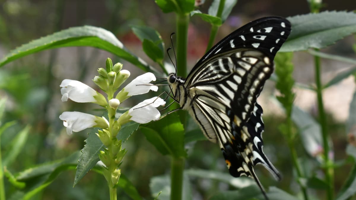 カクトラノオの蜜を吸うアゲハ
