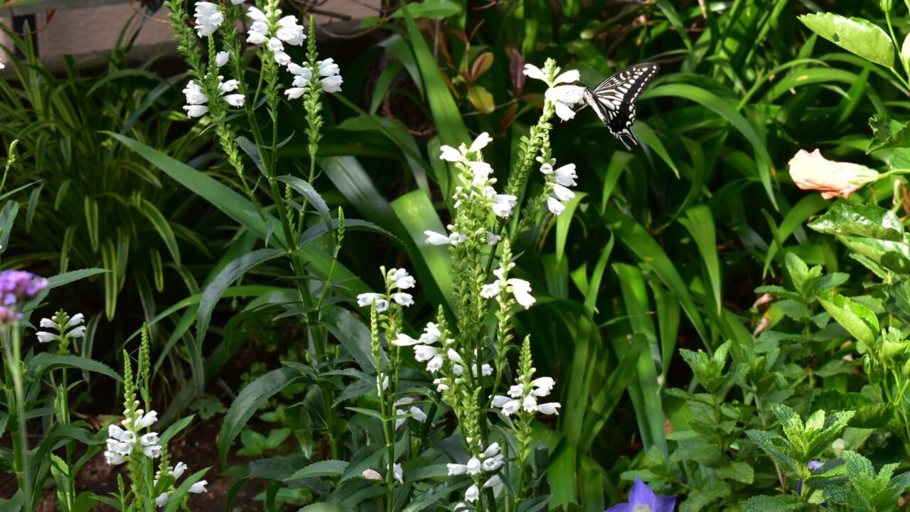 カクトラノオの蜜を吸うアゲハ2