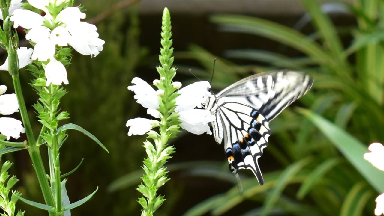 カクトラノオの蜜を吸うアゲハ3