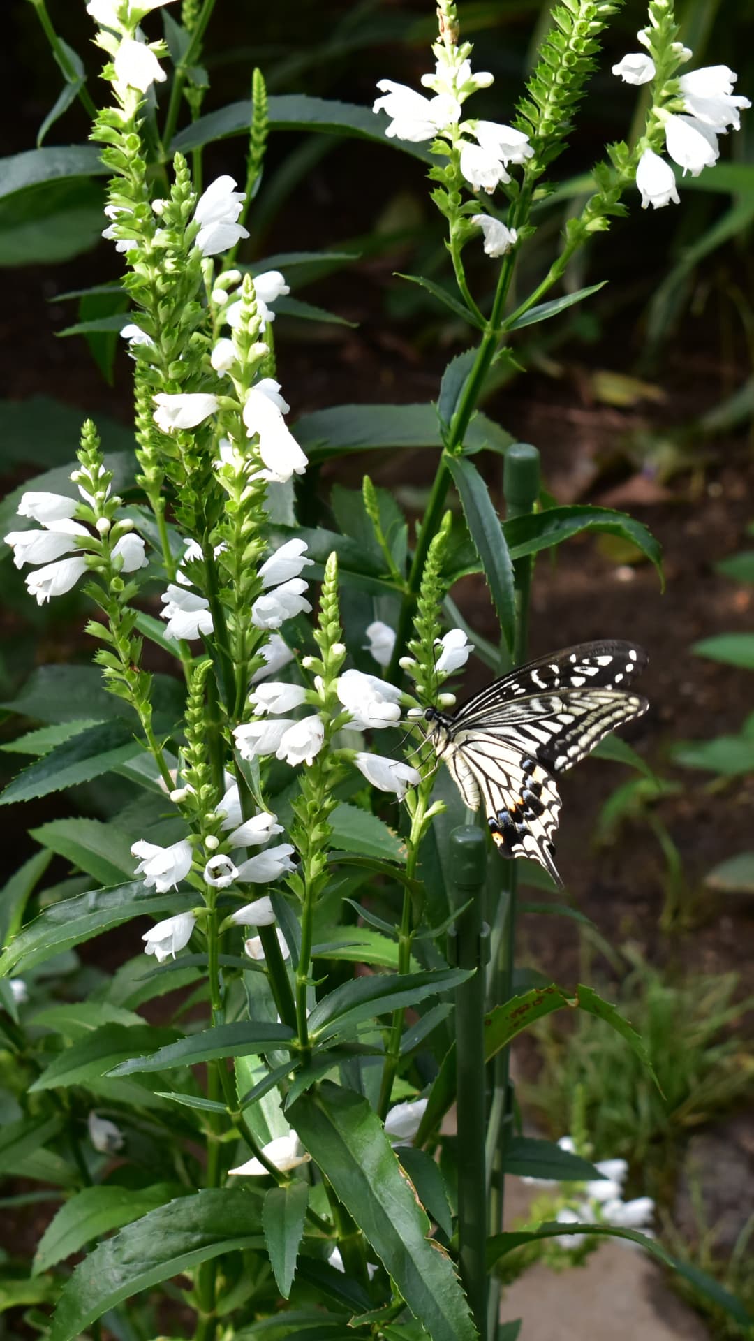 カクトラノオの蜜を吸うアゲハ4