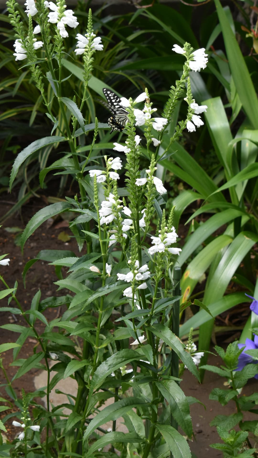 カクトラノオの蜜を吸うアゲハ5