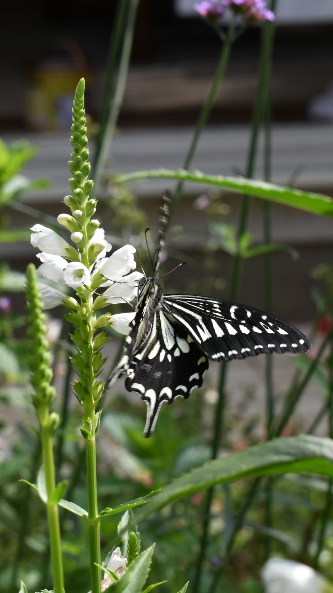 カクトラノオの蜜を吸うアゲハ6