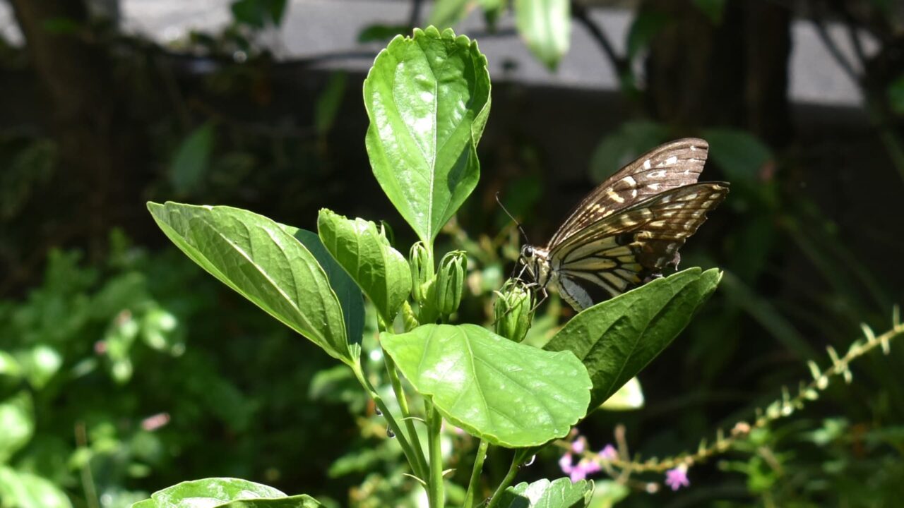 ハイビスカスの蕾の蜜を吸うアゲハ