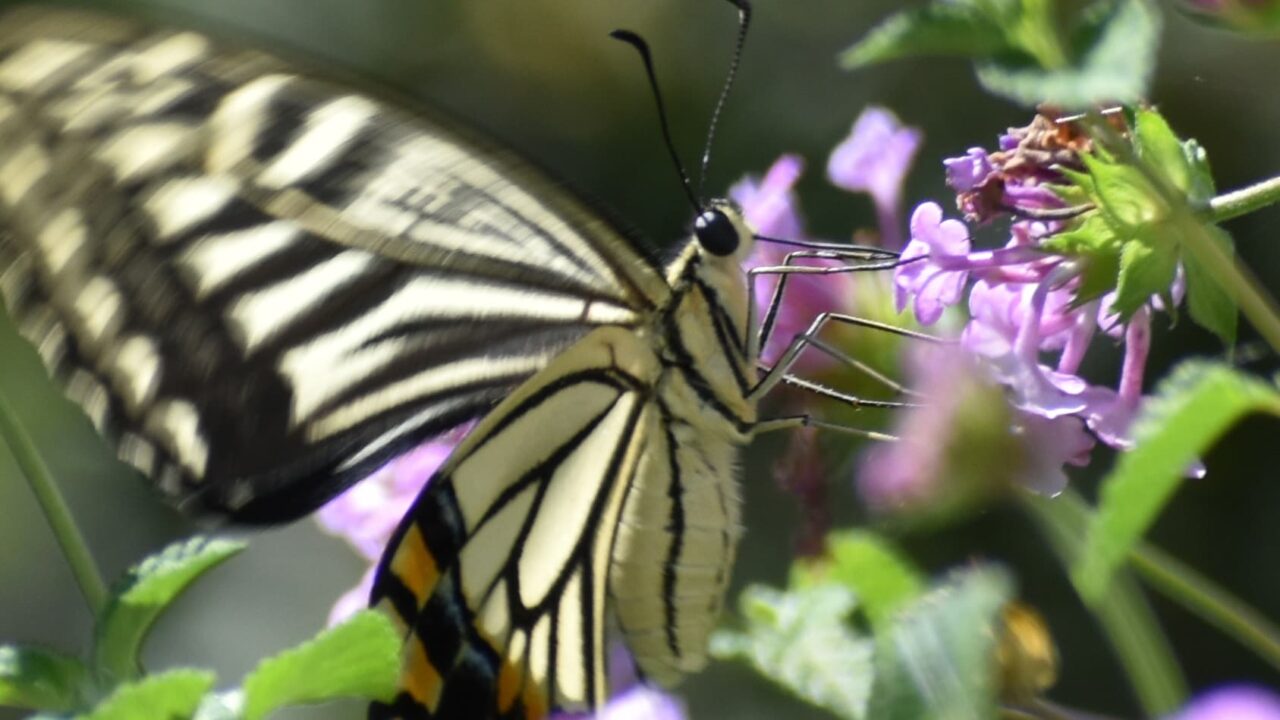 コバノランタナにアゲハ20220921-近接撮影真っ直ぐストロー