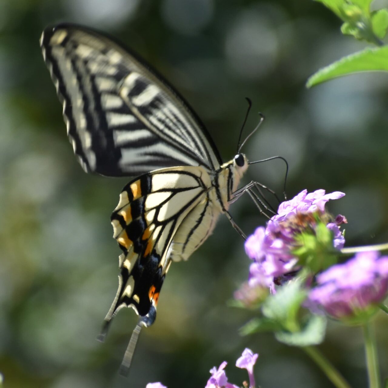 コバノランタナにアゲハ20220921-近接撮影直角ストロー