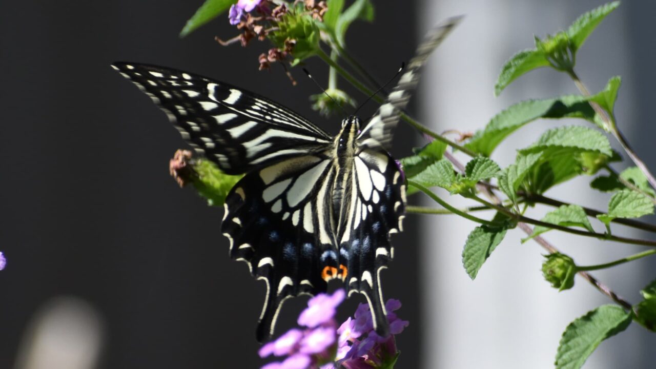 コバノランタナにアゲハ20220921-5