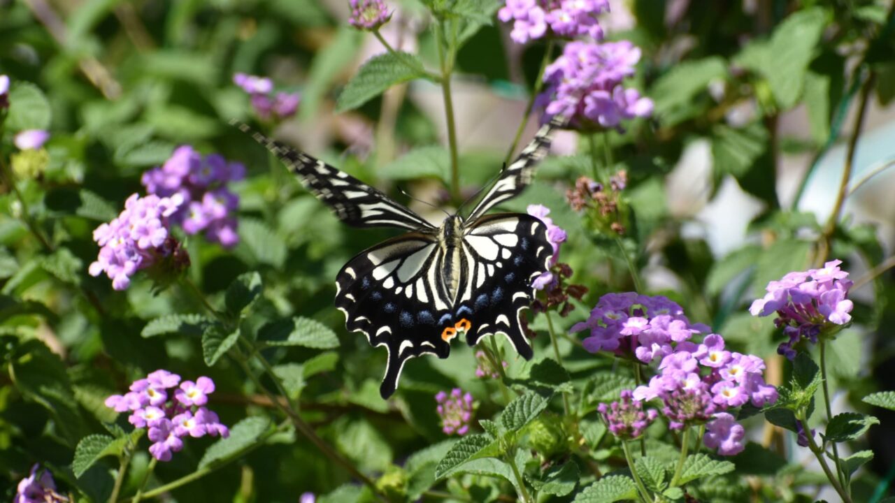 コバノランタナにアゲハ20220921-6