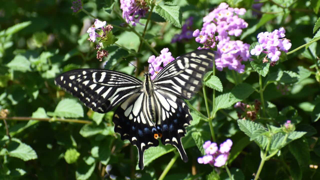 コバノランタナにアゲハ20220921-7