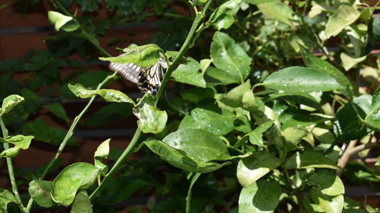 アゲハが柚子に産卵1