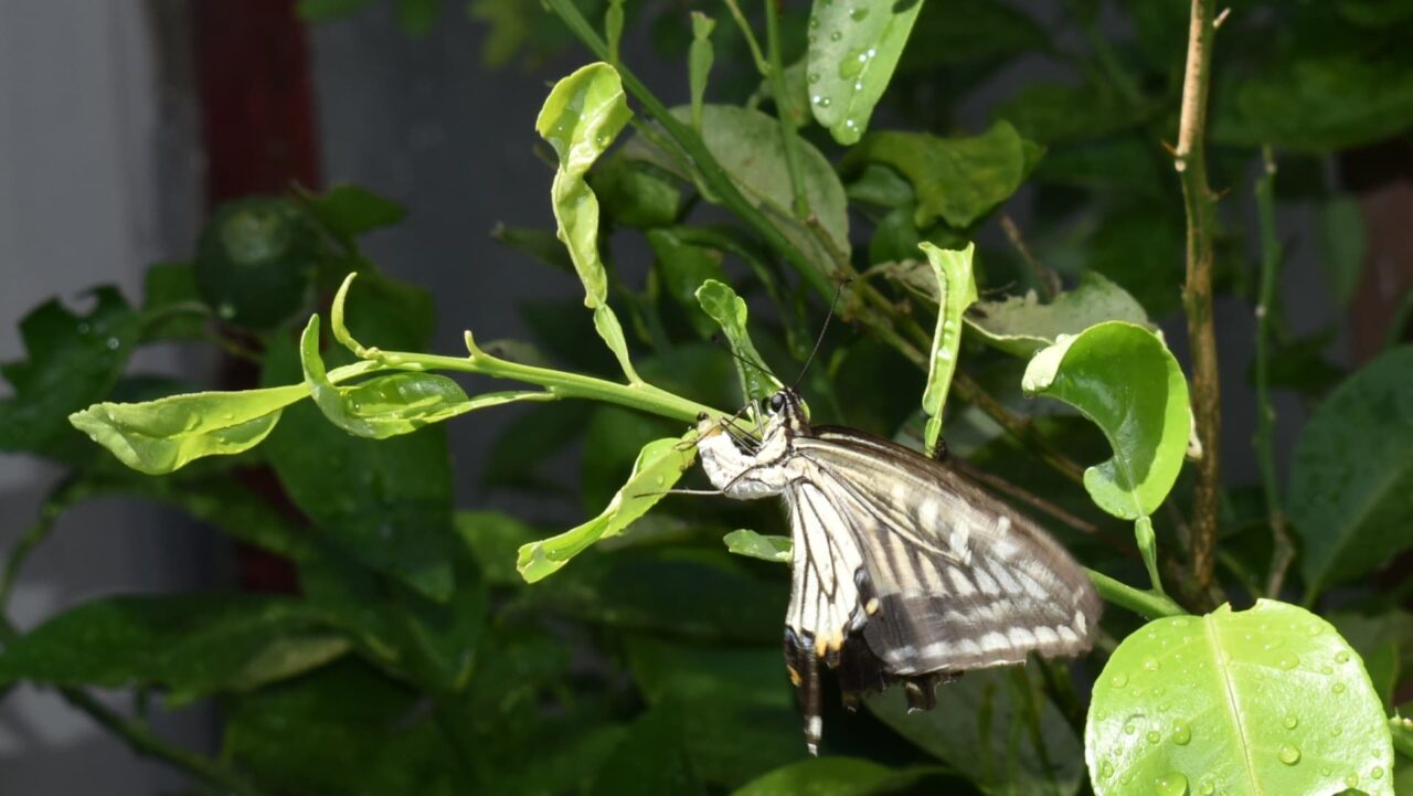 アゲハが柚子に産卵2