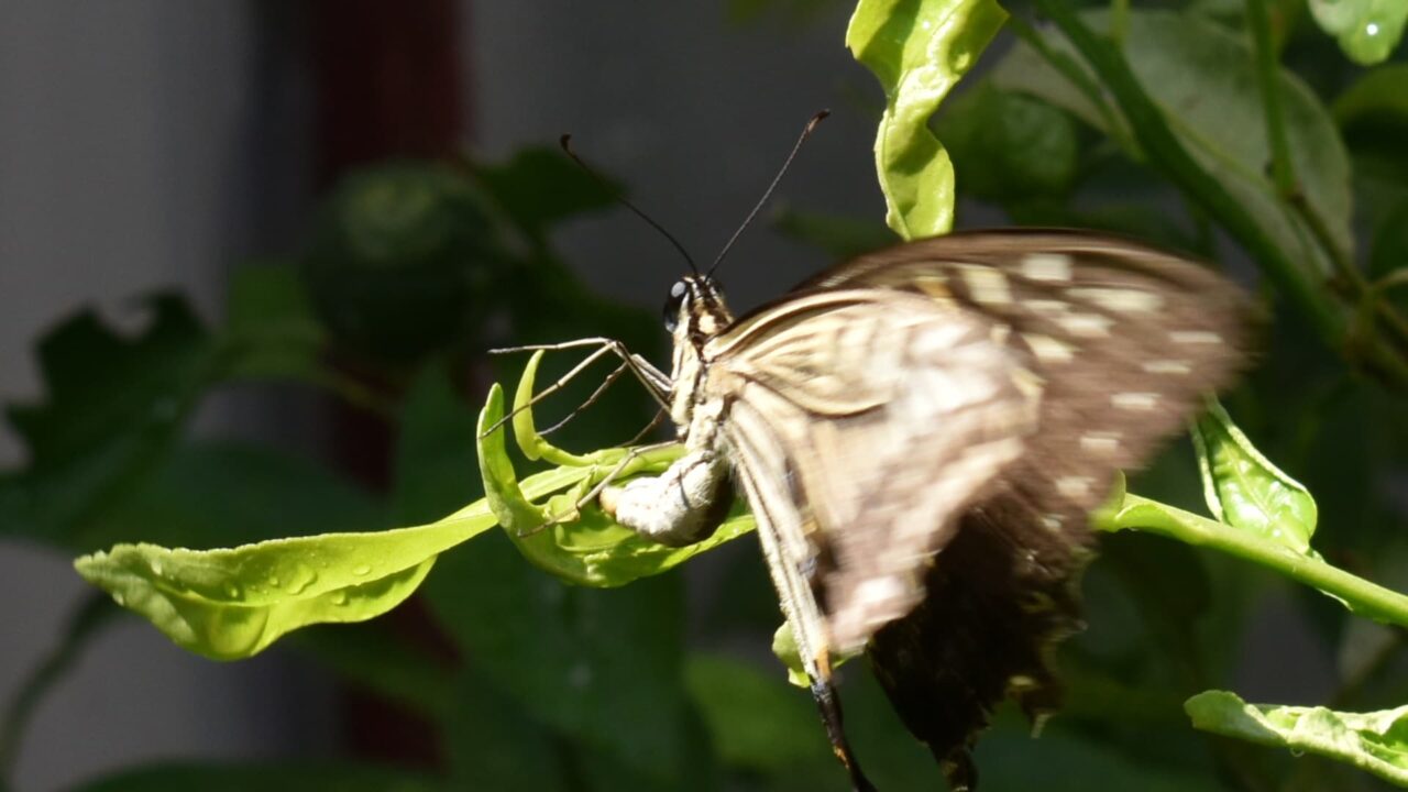 アゲハが柚子に産卵3