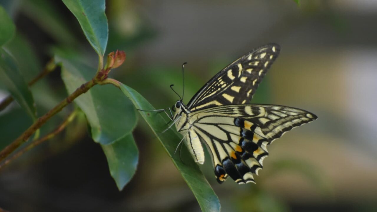 レッドロビンにアゲハ20200811-1