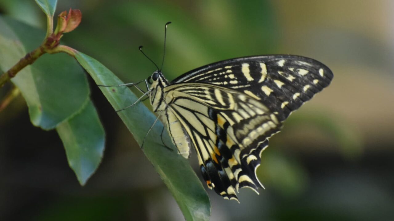 レッドロビンにアゲハ20200811-2