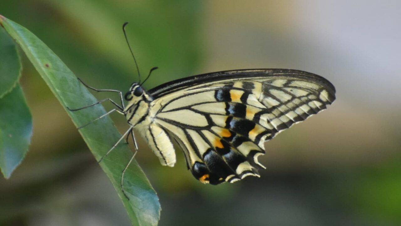 レッドロビンにアゲハ20200811-3