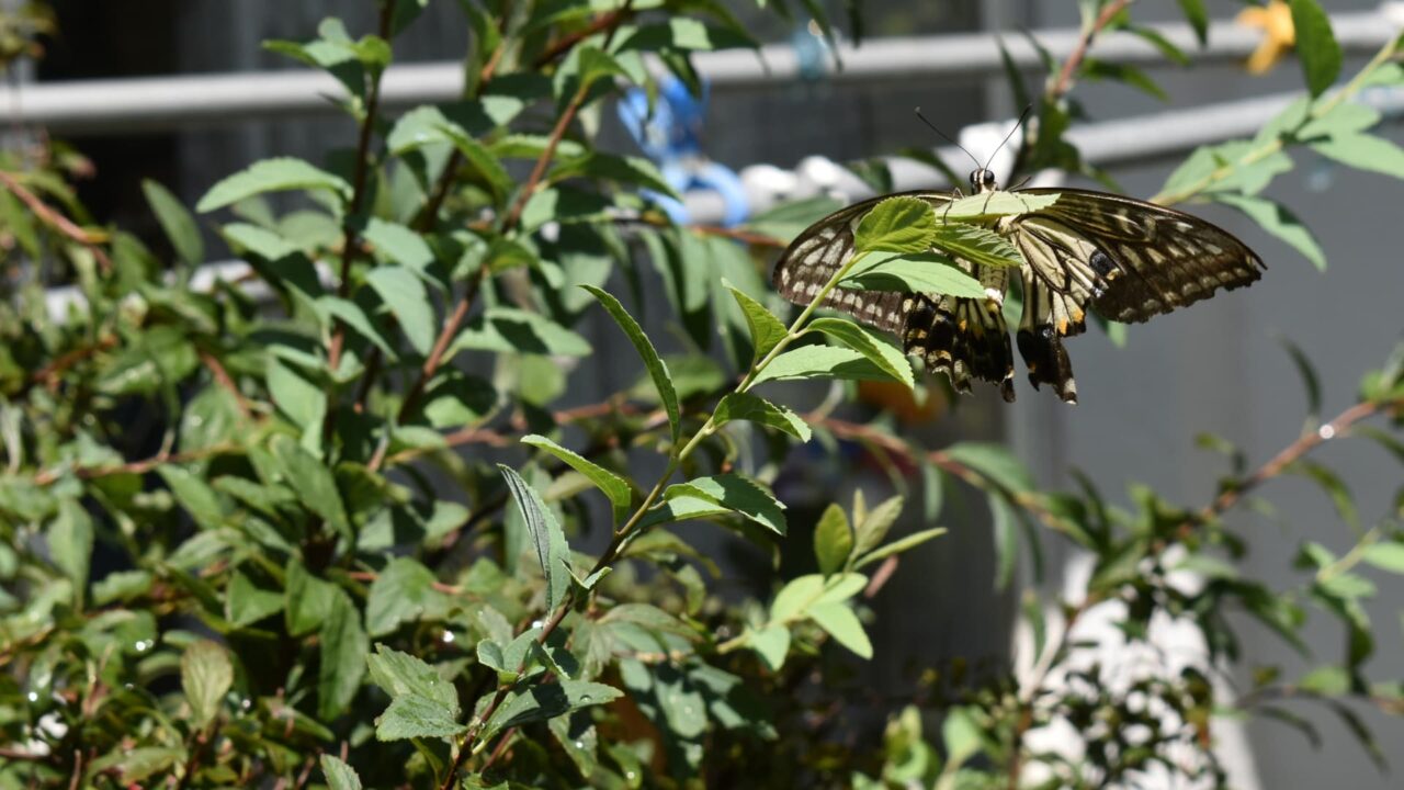 こでまりで休むアゲハ