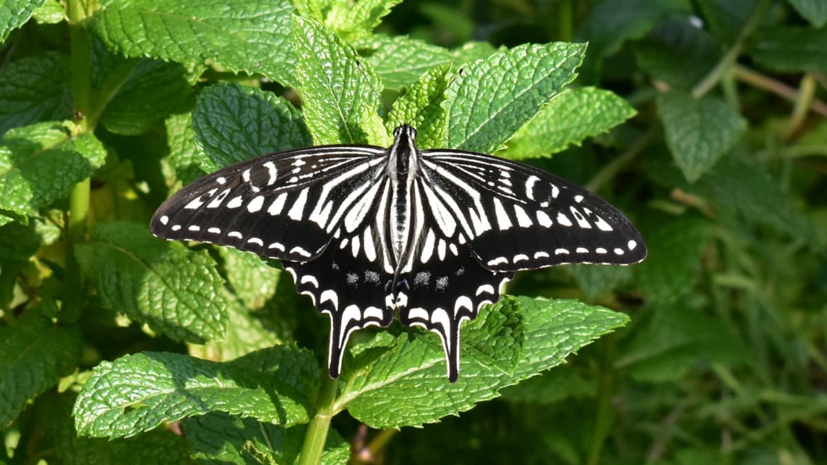 スペアミントに休むアゲハ