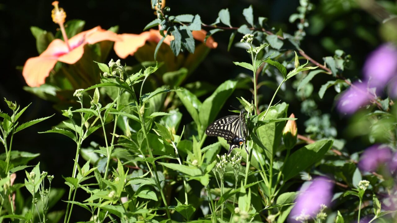 藤袴にアゲハ20220916-1