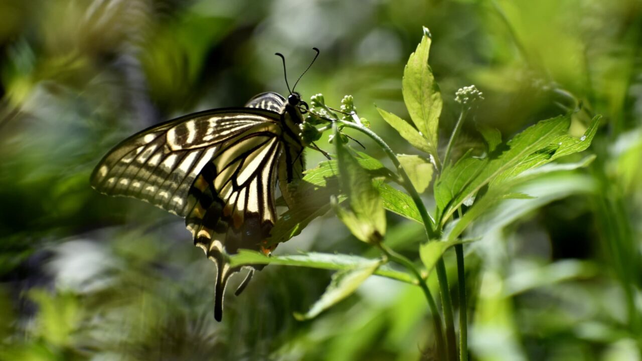 藤袴にアゲハ20220916-2