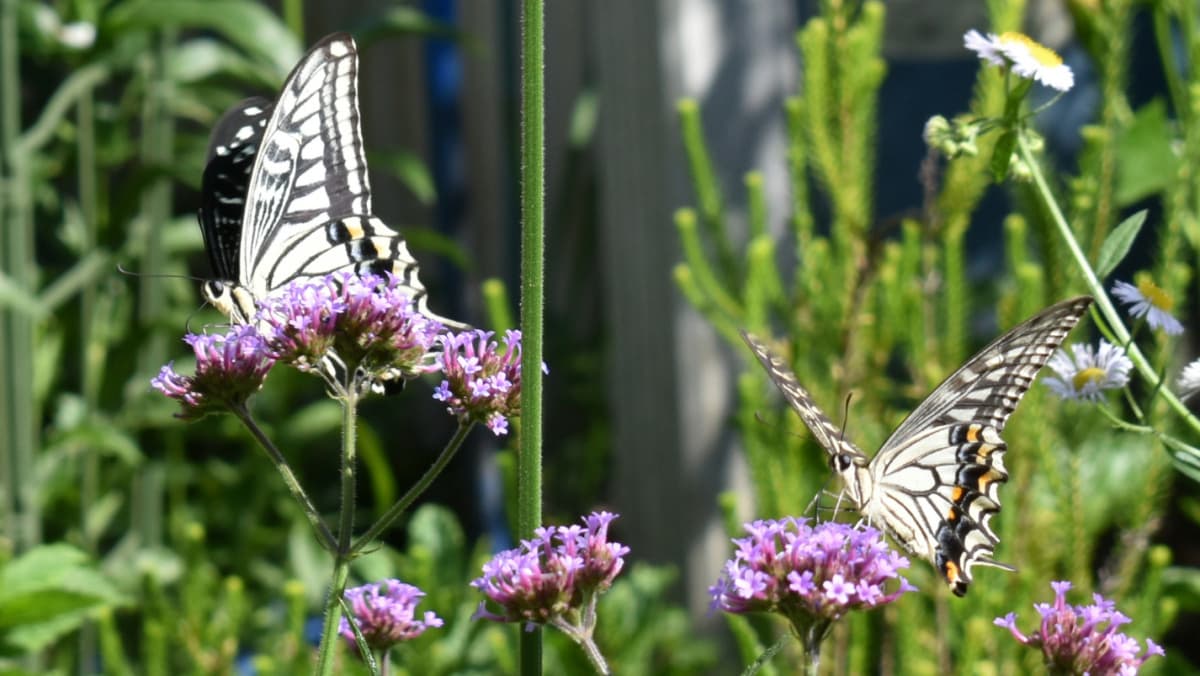 バーベナの蜜を吸うアゲハのペア