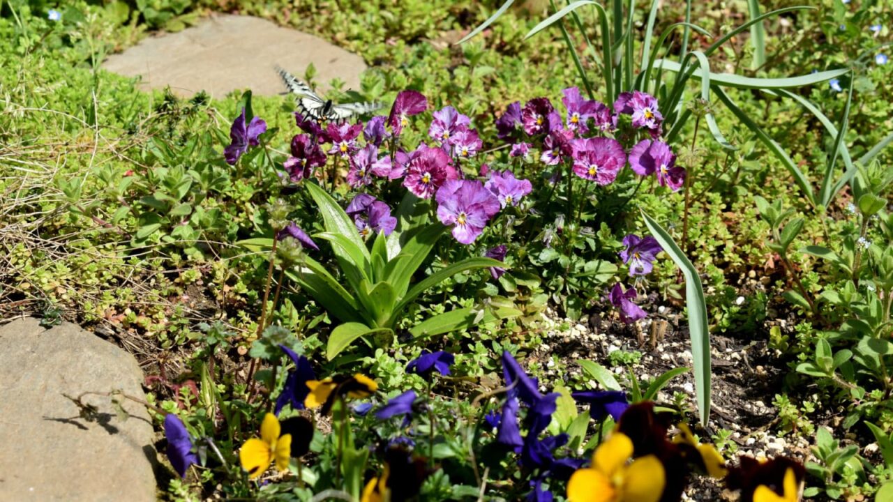 ビオラとアゲハ1