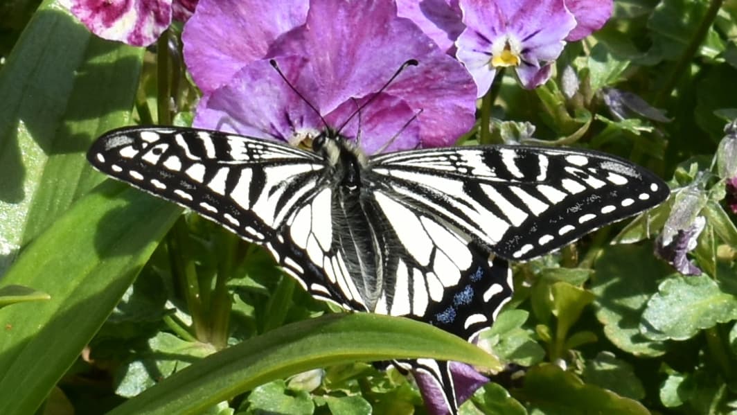 ビオラとアゲハ3