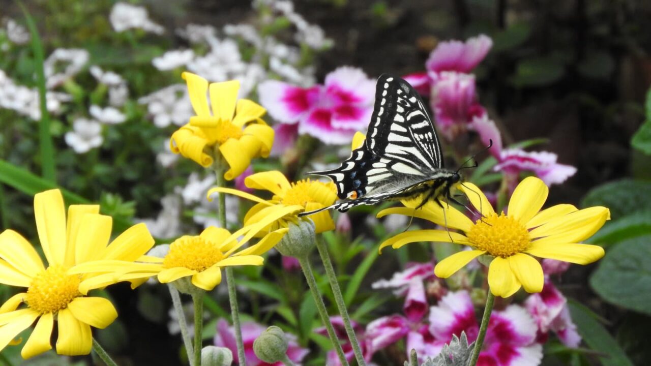 ユリオプスデージーにアゲハ201804-1