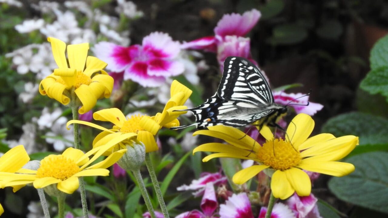 ユリオプスデージーにアゲハ201804-2