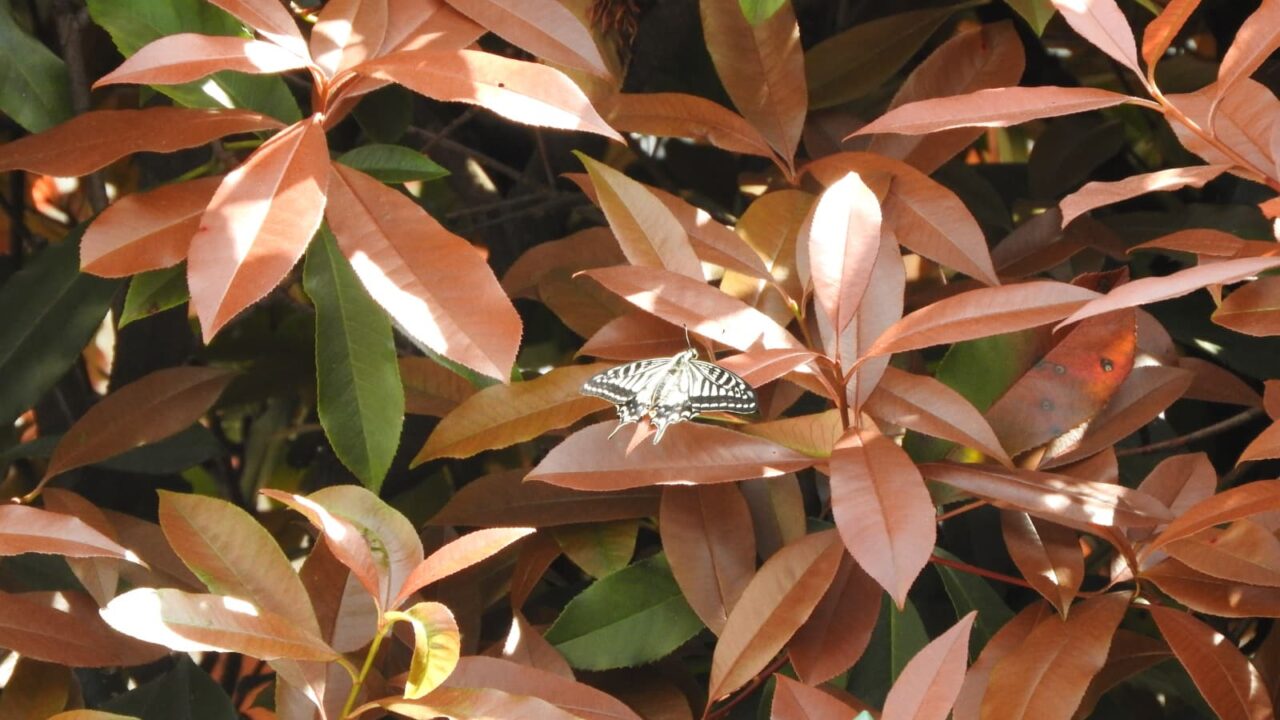 レッドロビンにアゲハ201804-3