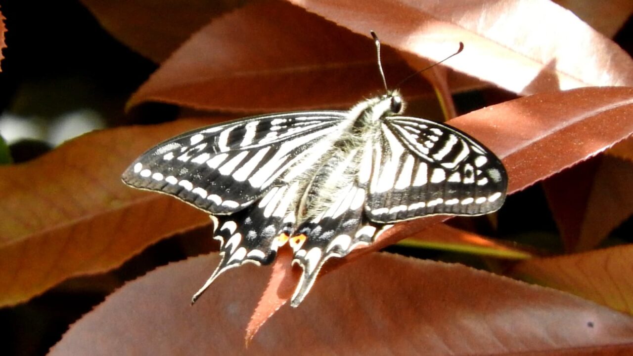 レッドロビンにアゲハ201804-4