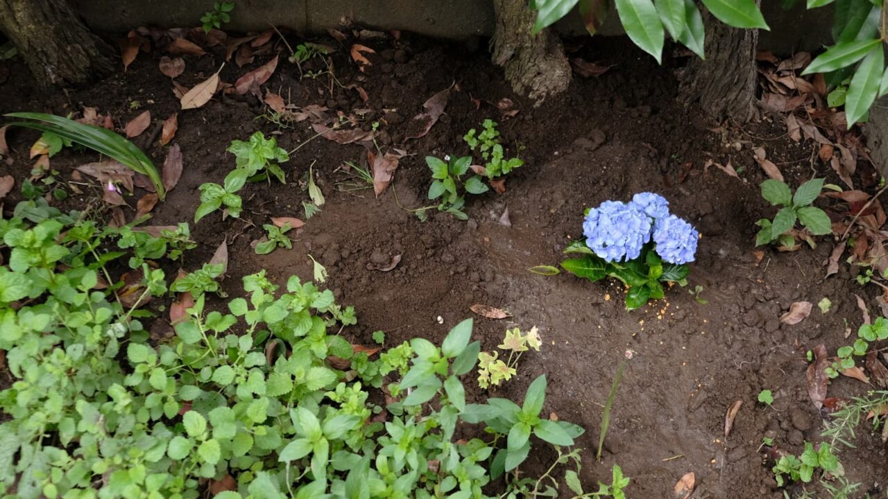 庭の隅に植えた紫陽花20180618-1