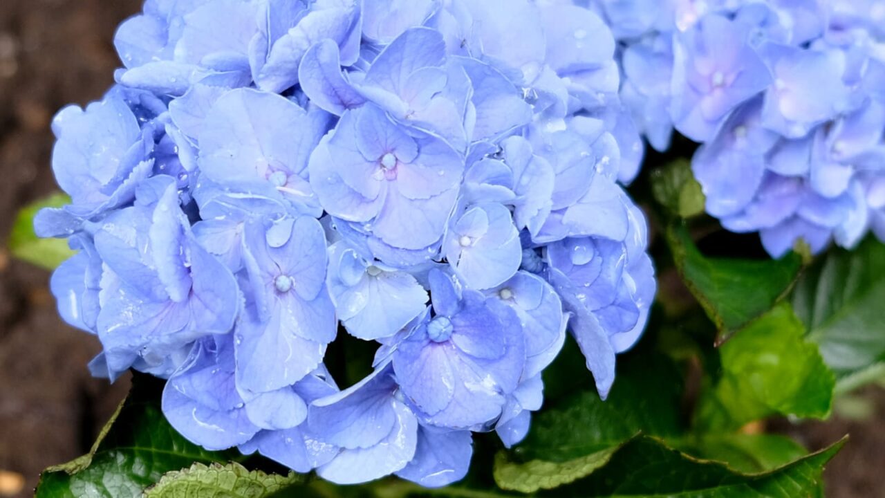美しい水色の紫陽花に水滴20180618-2