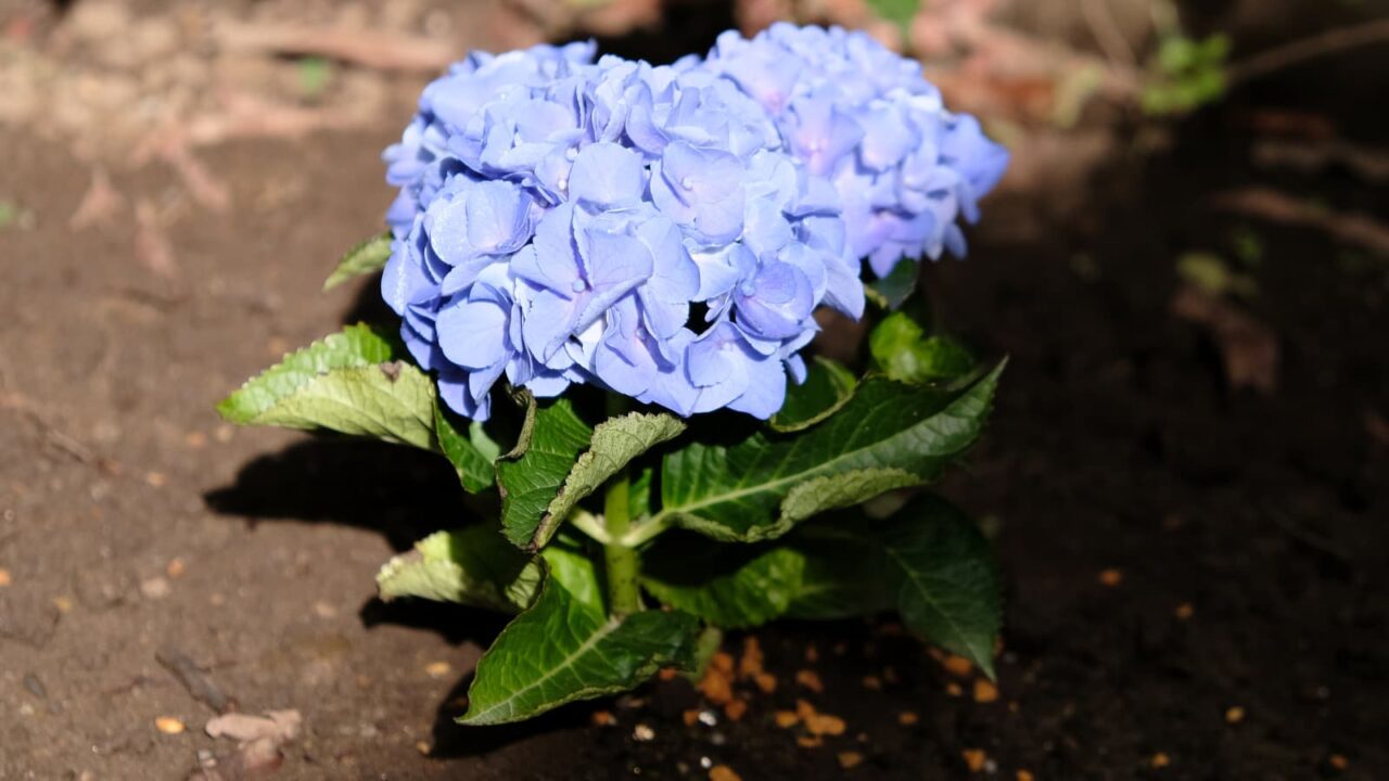 美しい水色の紫陽花（横から）20180619-1