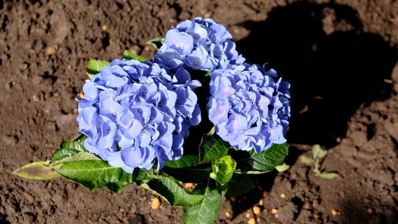 美しい水色の紫陽花（上から）20180619-2