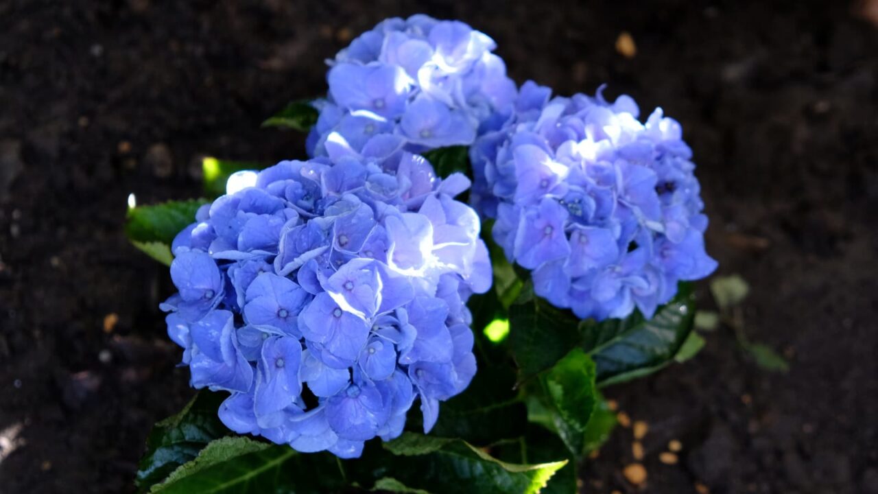 スポットライトが当たって幻想的な紫陽花の花20180619-3