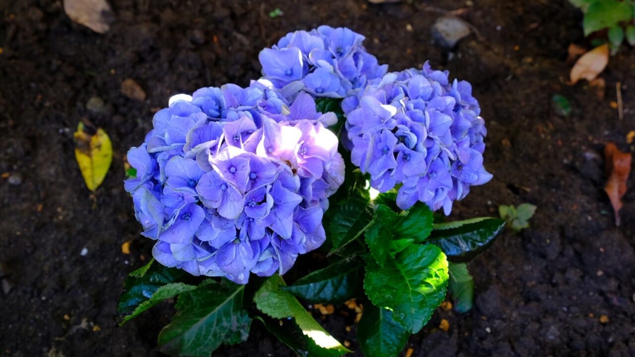 スポットライトが当たって幻想的な紫陽花の花20180629