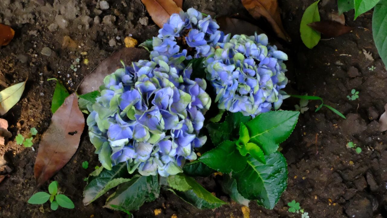 緑変した紫陽花の花20180719