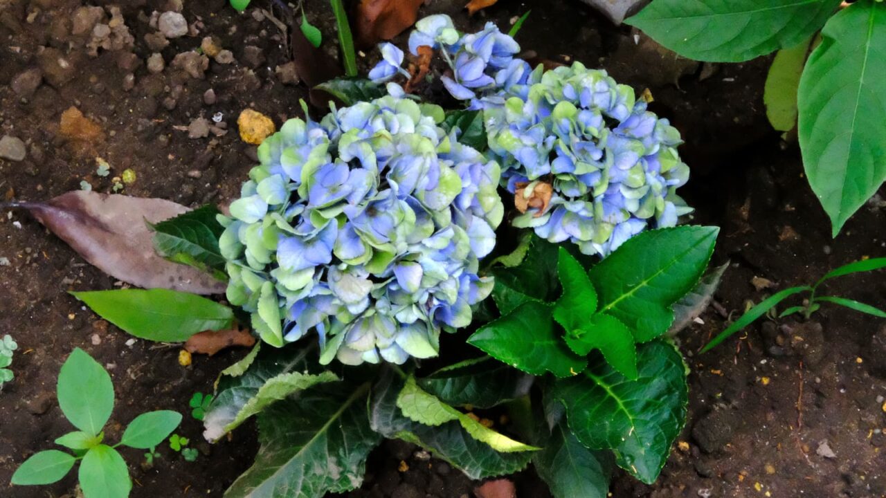 緑変した紫陽花の花20180724（緑化すすむ）
