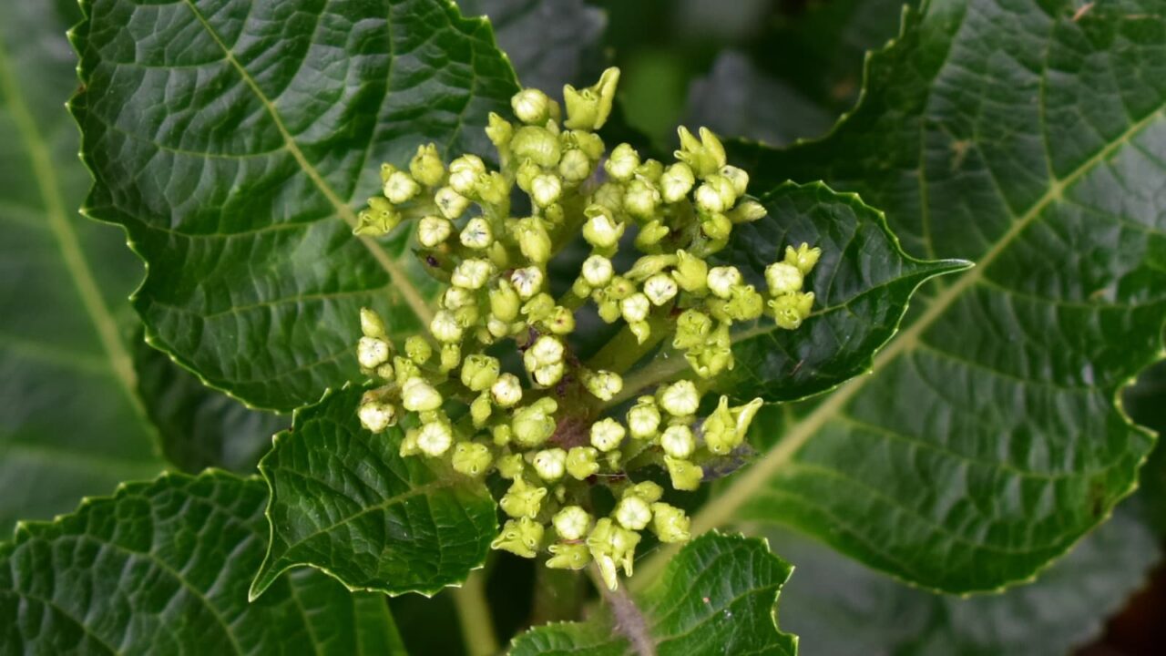 黄緑の紫陽花の蕾20200526