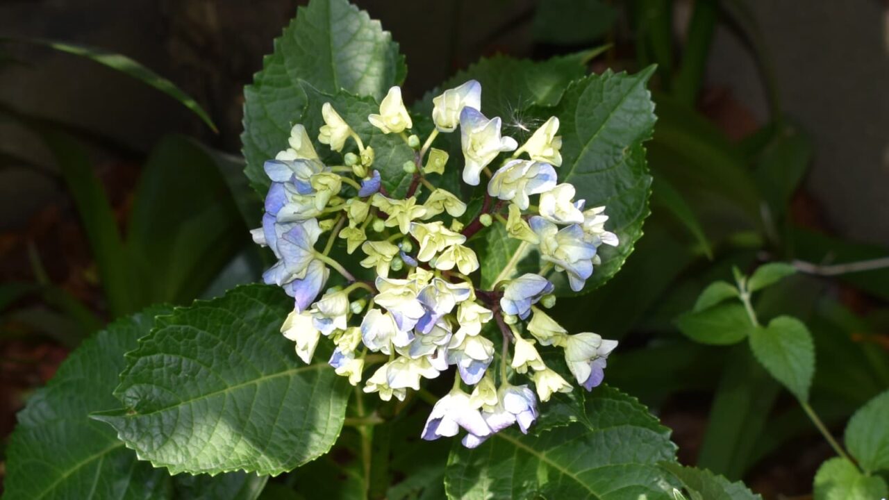 緑から始まる紫陽花の花20200605