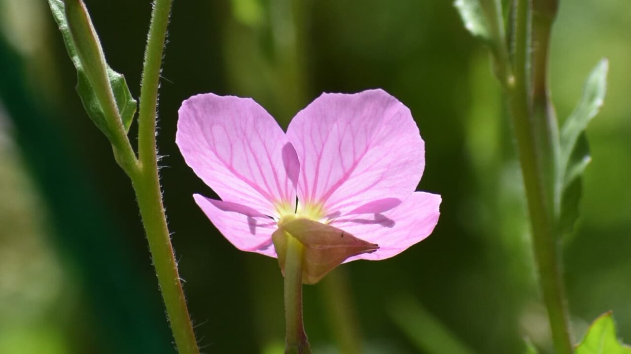 赤花の夕化粧(花拡大)2021-3