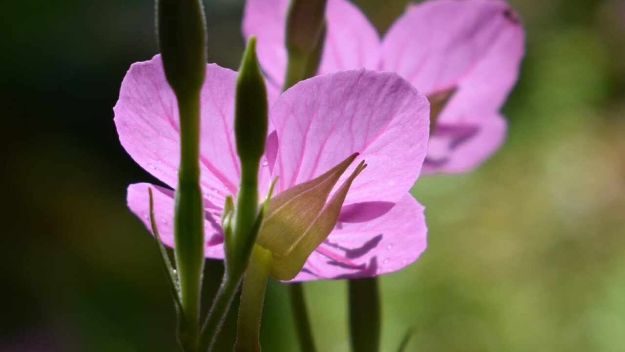 赤花の夕化粧(花拡大)2021-4