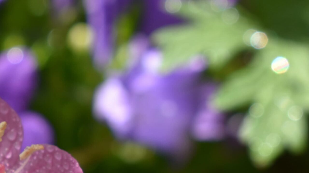 赤花の夕化粧2021オーブ2
